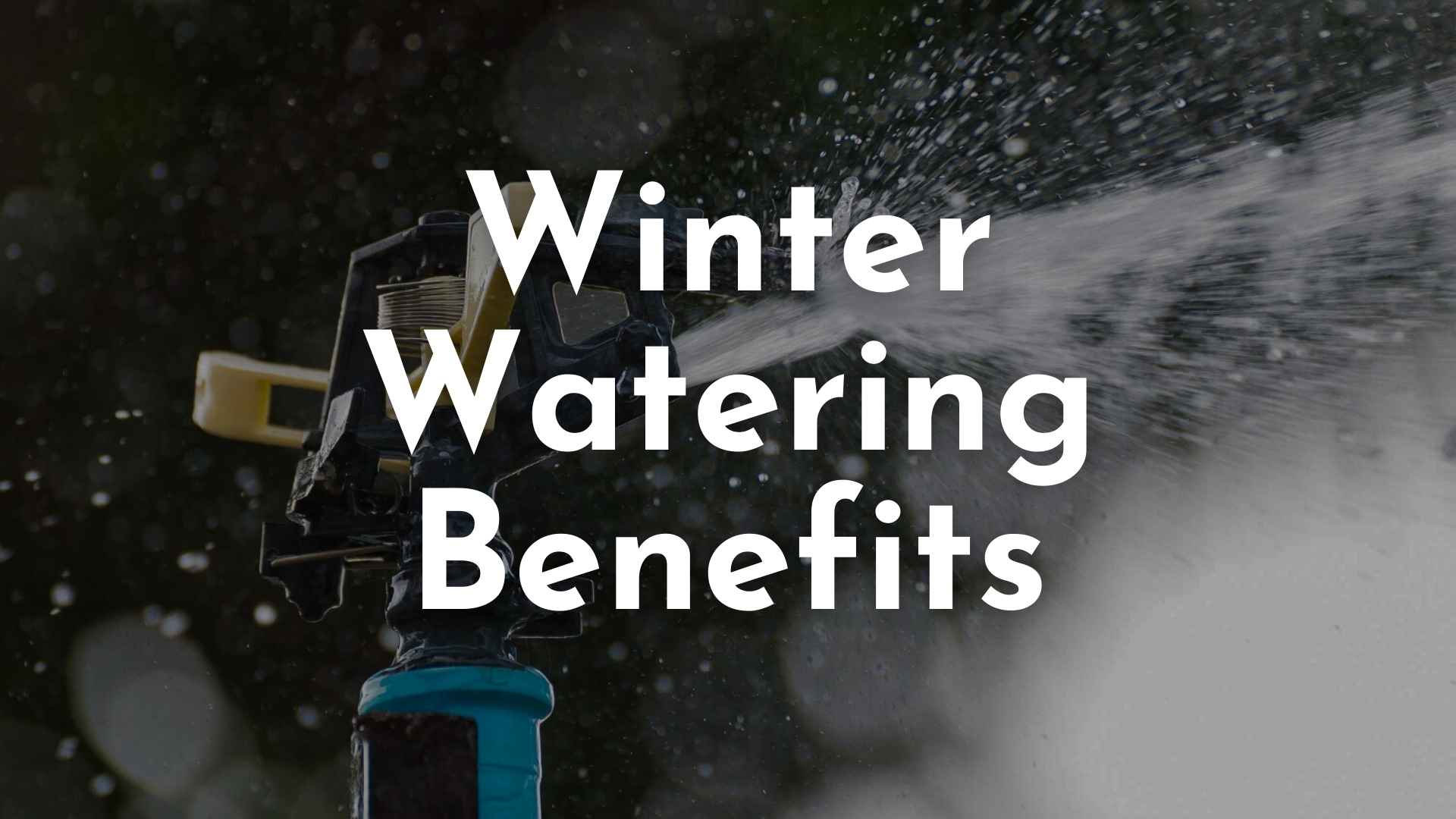 irrigation for your winter lawn