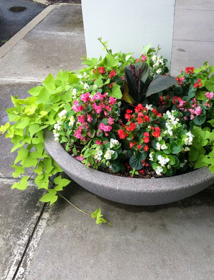 annual pots