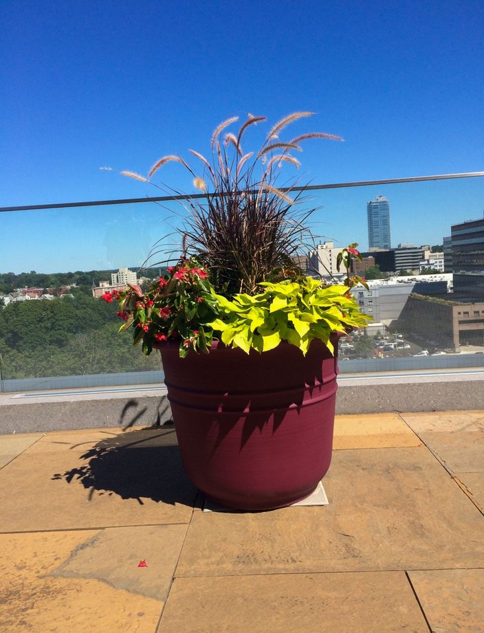 annual pots